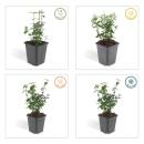 Bodendecker - Kriechspindel - Euonymus fortunei radicans - 9cm Topf - Set mit 20 Pflanzen