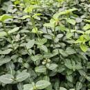 Bodendecker - Kriechspindel - Euonymus fortunei radicans - 9cm Topf - Set mit 40 Pflanzen