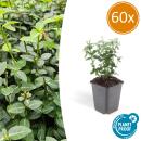 Ground cover - creeping spindle - Euonymus fortunei radicans - 9cm pot - set of 60 plants