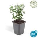 Ground cover - creeping spindle - Euonymus fortunei radicans - 9cm pot - set of 60 plants