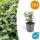 Ground cover - creeping spindle - Euonymus fortunei radicans - 9cm pot - set of 60 plants