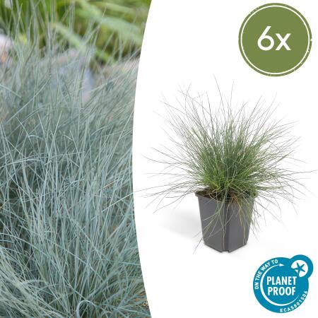 Ziergras - Blauschwingelgras - Festuca glauca Elijah Blue - 9cm Topf - Set mit 6 Pflanzen