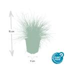 Ziergras - Blauschwingelgras - Festuca glauca Elijah Blue - 9cm Topf - Set mit 6 Pflanzen