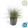 Ziergras - Blauschwingelgras - Festuca glauca Elijah Blue - 9cm Topf - Set mit 6 Pflanzen