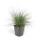 Ziergras - Blauschwingelgras - Festuca glauca Elijah Blue - 9cm Topf - Set mit 6 Pflanzen
