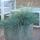 Ziergras - Blauschwingelgras - Festuca glauca Elijah Blue - 9cm Topf - Set mit 12 Pflanzen