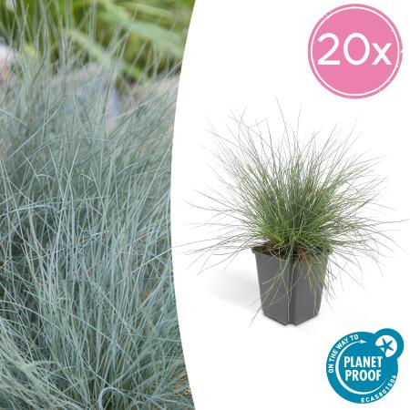 Ziergras - Blauschwingelgras - Festuca glauca Elijah Blue - 9cm Topf - Set mit 20 Pflanzen