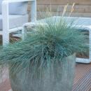 Ziergras - Blauschwingelgras - Festuca glauca Elijah Blue - 9cm Topf - Set mit 20 Pflanzen