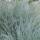 Ziergras - Blauschwingelgras - Festuca glauca Elijah Blue - 9cm Topf - Set mit 20 Pflanzen