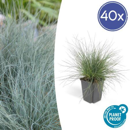 Ziergras - Blauschwingelgras - Festuca glauca Elijah Blue - 9cm Topf - Set mit 40 Pflanzen