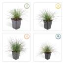Ziergras - Blauschwingelgras - Festuca glauca Elijah Blue - 9cm Topf - Set mit 40 Pflanzen