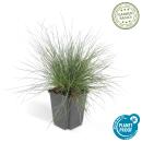 Ziergras - Blauschwingelgras - Festuca glauca Elijah Blue - 9cm Topf - Set mit 40 Pflanzen