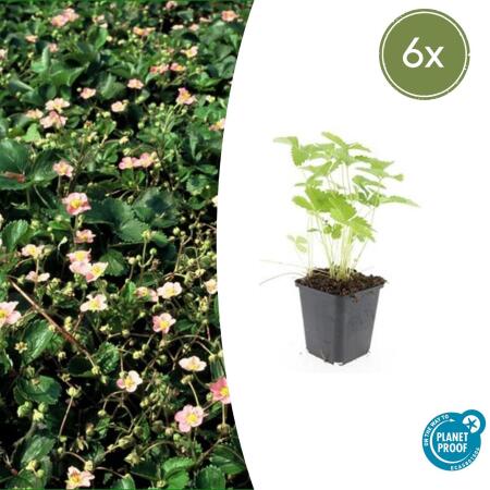 Bodendecker - Walderdbeere - Fragaria vesca - 9cm Topf - Set mit 6 Pflanzen