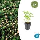 Bodendecker - Walderdbeere - Fragaria vesca - 9cm Topf - Set mit 6 Pflanzen