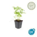 Bodendecker - Walderdbeere - Fragaria vesca - 9cm Topf - Set mit 6 Pflanzen