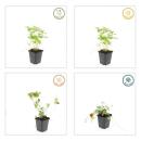 Bodendecker - Walderdbeere - Fragaria vesca - 9cm Topf - Set mit 6 Pflanzen