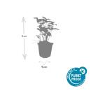 Bodendecker - Walderdbeere - Fragaria vesca - 9cm Topf - Set mit 6 Pflanzen