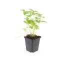 Bodendecker - Walderdbeere - Fragaria vesca - 9cm Topf - Set mit 6 Pflanzen