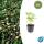 Bodendecker - Walderdbeere - Fragaria vesca - 9cm Topf - Set mit 6 Pflanzen