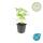 Bodendecker - Walderdbeere - Fragaria vesca - 9cm Topf - Set mit 6 Pflanzen