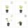 Bodendecker - Walderdbeere - Fragaria vesca - 9cm Topf - Set mit 6 Pflanzen
