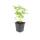 Bodendecker - Walderdbeere - Fragaria vesca - 9cm Topf - Set mit 6 Pflanzen