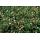 Bodendecker - Walderdbeere - Fragaria vesca - 9cm Topf - Set mit 12 Pflanzen
