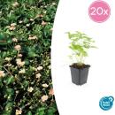 Bodendecker - Walderdbeere - Fragaria vesca - 9cm Topf - Set mit 24 Pflanzen