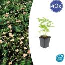 Bodendecker - Walderdbeere - Fragaria vesca - 9cm Topf - Set mit 48 Pflanzen