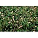 Bodendecker - Walderdbeere - Fragaria vesca - 9cm Topf - Set mit 48 Pflanzen