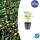 Bodendecker - Walderdbeere - Fragaria vesca - 9cm Topf - Set mit 48 Pflanzen