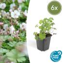 Bodendecker - Cambridge Storchschnabel - Geranium cantabrigiense Biokovo - 9cm Topf - Set mit 6 Pflanzen