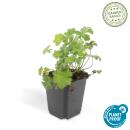 Bodendecker - Cambridge Storchschnabel - Geranium cantabrigiense Biokovo - 9cm Topf - Set mit 6 Pflanzen