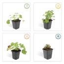 Bodendecker - Cambridge Storchschnabel - Geranium cantabrigiense Biokovo - 9cm Topf - Set mit 6 Pflanzen