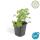 Bodendecker - Cambridge Storchschnabel - Geranium cantabrigiense Biokovo - 9cm Topf - Set mit 6 Pflanzen