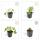 Bodendecker - Cambridge Storchschnabel - Geranium cantabrigiense Biokovo - 9cm Topf - Set mit 6 Pflanzen