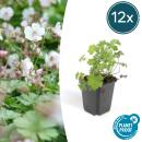 Bodendecker - Cambridge Storchschnabel - Geranium cantabrigiense Biokovo - 9cm Topf - Set mit 12 Pflanzen