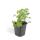 Bodendecker - Cambridge Storchschnabel - Geranium cantabrigiense Biokovo - 9cm Topf - Set mit 12 Pflanzen