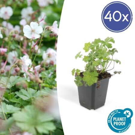 Ground cover - Cambridge cranesbill - Geranium cantabrigiense Biokovo - 9cm pot - Set of 40 plants
