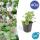 Ground cover - Cambridge cranesbill - Geranium cantabrigiense Biokovo - 9cm pot - Set of 40 plants
