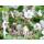 Ground cover - Cambridge cranesbill - Geranium cantabrigiense Biokovo - 9cm pot - Set of 40 plants