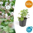 Ground cover - Cambridge cranesbill - Geranium...