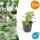 Ground cover - Cambridge cranesbill - Geranium cantabrigiense Biokovo - 9cm pot - Set of 60 plants