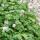 Ground cover - Cambridge cranesbill - Geranium cantabrigiense Biokovo - 9cm pot - Set of 60 plants