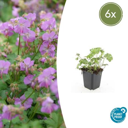 Couvre-sol - Bec de cigogne - Geranium cantabrigiense Cambridge - Pot de 9cm - Set de 6 plantes