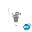 Couvre-sol - Bec de cigogne - Geranium cantabrigiense Cambridge - Pot de 9cm - Set de 6 plantes
