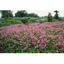 Couvre-sol - Bec de cigogne - Geranium cantabrigiense Cambridge - Pot de 9cm - Set de 6 plantes