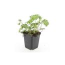 Couvre-sol - Bec de cigogne - Geranium cantabrigiense Cambridge - Pot de 9cm - Set de 6 plantes