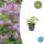 Couvre-sol - Bec de cigogne - Geranium cantabrigiense Cambridge - Pot de 9cm - Set de 6 plantes