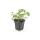 Couvre-sol - Bec de cigogne - Geranium cantabrigiense Cambridge - Pot de 9cm - Set de 6 plantes
